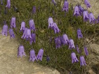 Campanula excisa 3, Saxifraga-Willem van Kruijsbergen