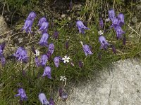 Campanula excisa 6, Saxifraga-Willem van Kruijsbergen