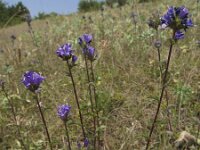 Campanula glomerata 14, Kluwenklokje, Saxifraga-Rob Felix : Plantae, Plants, planten