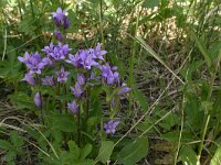 Campanula glomerata 15, Kluwenklokje, Saxifraga-Hans Boll