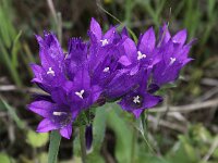 Campanula glomerata 20, Kluwenklokje, Saxifraga-Peter Meininger
