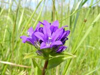 Campanula glomerata 28, Kluwenklokje, Saxifraga-Rutger Barendse