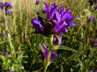 Campanula glomerata 34, Kluwenklokje, Saxifraga-Ed Stikvoort