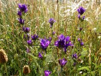 Campanula glomerata 35, Kluwenklokje, Saxifraga-Ed Stikvoort