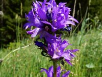 Campanula glomerata 37, Kluwenklokje, Saxifraga-Ed Stikvoort