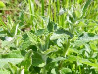 Campanula glomerata 41, Kluwenklokje, Saxifraga-Rutger Barendse