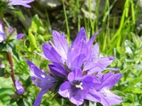 Campanula glomerata 42, Kluwenklokje, Saxifraga-Rutger Barendse