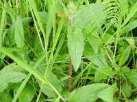 Campanula glomerata 43, Kluwenklokje, Saxifraga-Rutger Barendse