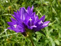 Campanula glomerata 44, Kluwenklokje, Saxifraga-Ed Stikvoort