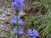 Campanula glomerata 45, Kluwenklokje, Saxifraga-Harry Jans  Campanula glomerata