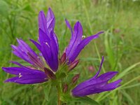 Campanula glomerata 64, Kluwenklokje, Saxifraga