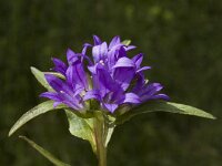 Campanula glomerata ssp glomerata 7, Kluwenklokje, Saxifraga-Jan van der Straaten