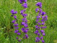 Campanula glomerata ssp oblongifolia 63, Saxifraga-Ed Stikvoort