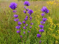 Campanula glomerata ssp oblongifolia 64, Saxifraga-Ed Stikvoort