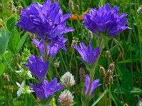 Campanula glomerata ssp oblongifolia 65, Saxifraga-Ed Stikvoort