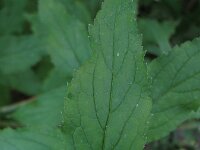 Campanula lactiflora
