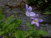 Campanula lactiflora 10, Celtisbladklokje, Saxifraga-Ed Stikvoort : Deventer s9900