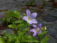 Campanula lactiflora 11, Celtisbladklokje, Saxifraga-Ed Stikvoort : Deventer s9900