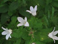 Campanula lactiflora 2, Celtisbladklokje, Saxifraga-Rutger Barendse