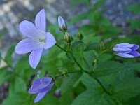 Campanula lactiflora 3, Celtisbladklokje, Saxifraga-Ab H Baas