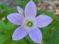 Campanula lactiflora 4, Celtisbladklokje, Saxifraga-Ab H Baas