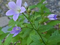 Campanula lactiflora 5, Celtisbladklokje, Saxifraga-Ab H Baas