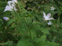 Campanula lactiflora 6, Celtisbladklokje, Saxifraga-Rutger Barendse