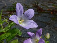 Campanula lactiflora 7, Celtisbladklokje, Saxifraga-Ed Stikvoort : Deventer s9900