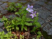 Campanula lactiflora 8, Celtisbladklokje, Saxifraga-Ed Stikvoort : Deventer s9900