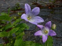 Campanula lactiflora 9, Celtisbladklokje, Saxifraga-Ed Stikvoort : Deventer s9900