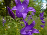 Campanula latifolia 10, Breed klokje, Saxifraga-Ed Stikvoort