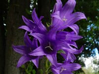 Campanula latifolia 11, Breed klokje, Saxifraga-Ed Stikvoort
