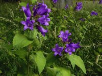 Campanula latifolia 12, Breed klokje, Saxifraga-Ed Stikvoort