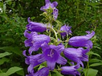 Campanula latifolia 13, Breed klokje, Saxifraga-Ed Stikvoort