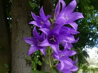 Campanula latifolia 14, Breed klokje, Saxifraga-Ed Stikvoort