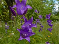 Campanula latifolia 15, Breed klokje, Saxifraga-Ed Stikvoort