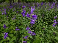 Campanula latifolia 16, Breed klokje, Saxifraga-Ed Stikvoort