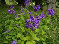 Campanula latifolia 17, Breed klokje, Saxifraga-Ed Stikvoort
