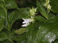 Campanula latifolia 2, Breed klokje, Saxifraga-Peter Meininger