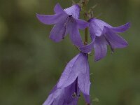 Campanula latifolia 3, Breed klokje, Saxifraga-Willem van Kruijsbergen