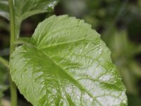 Campanula latifolia 4, Breed klokje, Saxifraga-Peter Meininger