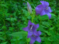 Campanula latifolia 5, Breed klokje, Saxifraga-Ed Stikvoort