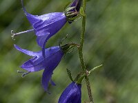 Campanula latifolia 6, Breed klokje, Saxifraga-Jan van der Straaten