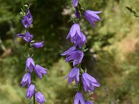 Campanula latifolia 7, Breed klokje, Saxifraga-Harry Jans  Campanula latifolia