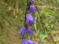 Campanula latifolia 8, Breed klokje, Saxifraga-Harry Jans  Campanula latifolia