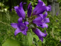 Campanula latifolia 9, Breed klokje, Saxifraga-Ed Stikvoort