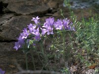 Campanula lingulata 3, Saxifraga-Jan van der Straaten