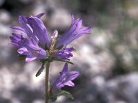 Campanula lingulata 4, Saxifraga-Jan van der Straaten