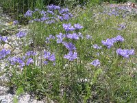 Campanula lingulata 6, Saxifraga-Jasenka Topic