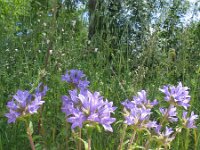 Campanula lingulata 7, Saxifraga-Jasenka Topic